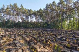 We will plant a total of 5000 trees